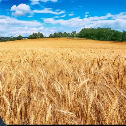 Wheat Field Theresa Fields Animated Running Brexit