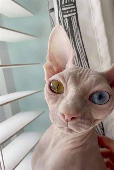Sphynx Cats Mocked For Their Unusual Appearance Find Love On Instagram