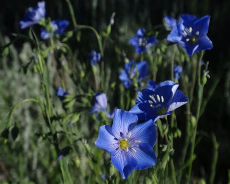 Just The Flax Maam Western Blue Flax Linum Lewisii In Flickr