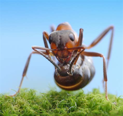 Aps guaranteed pest solutions will help you take your home back. Safari Termite and Pest Control