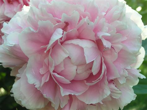 Robynspics Pale Pink Peony