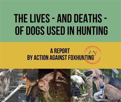 The Lives And Deaths Of Dogs Used In Hunting A Report By Aaf