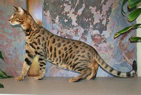 savannah stud cats select exotics savannah cats