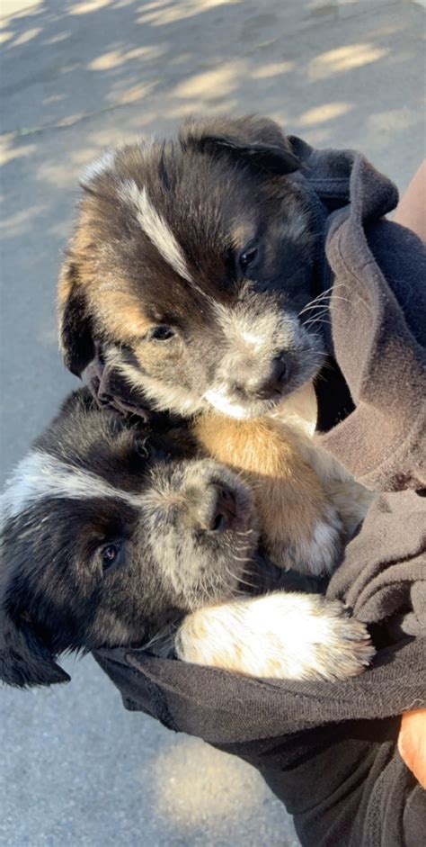 Get a boxer, husky, german shepherd, pug, and more on kijiji pudel pointer x australian cattle dog 6 healthy puppies born october 20, 5 females 1 male. Australian Cattle Dog Puppies For Sale | Riverside, CA #330212