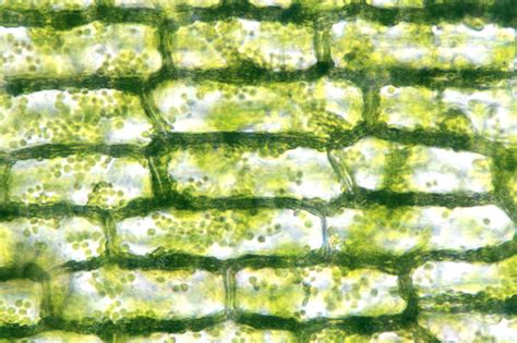 Elodea Epidermal Cells With Chloroplasts Stock Image C0051433