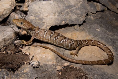 Texas Alligator Lizard Gerrhonotus Infernalis Saunders Drukker Flickr