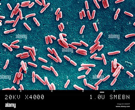 Bacteria Sem E Coli Hi Res Stock Photography And Images Alamy
