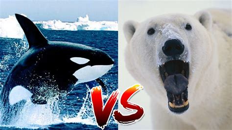 Orca Killer Whale Vs Polar Bear Who Would Win Youtube