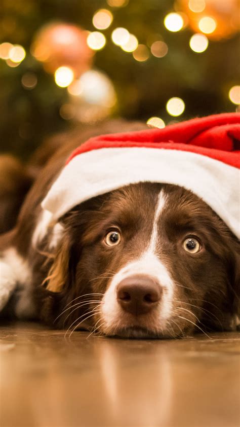 Cute Dog Christmas Wallpapers Wallpaper Cave