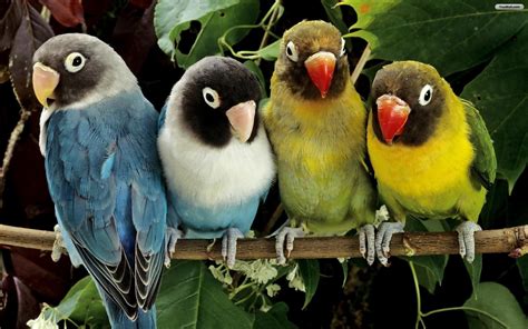 50 Amazing Birds Wallpapers Collection Bollywood Hd Most Beautiful