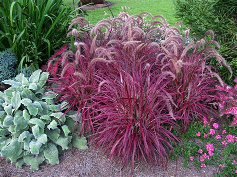 Growing Purple Fountain Grass How To Take Care Of Purple Fountain