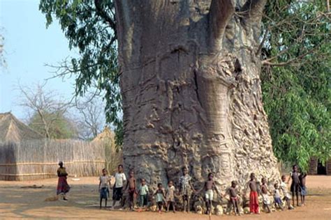 This Baobab Tree Is Said To Be 6000 Years Old 9gag