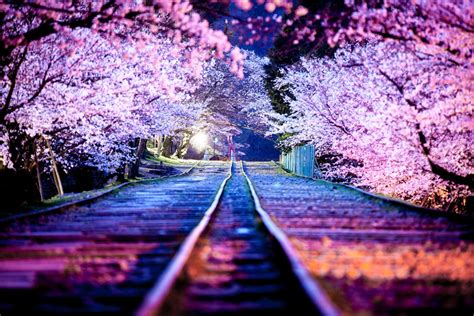 Spectacular Cherry Blossoms At Night Japan Photo One Big Photo