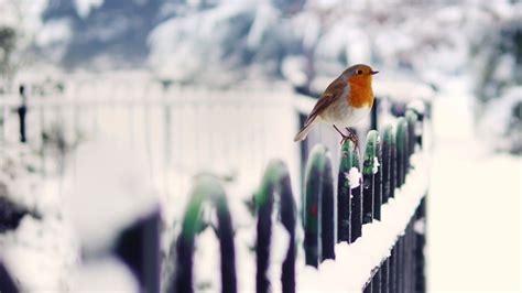 Birds Animals Winter Robins 1080p Snow Hd Wallpaper