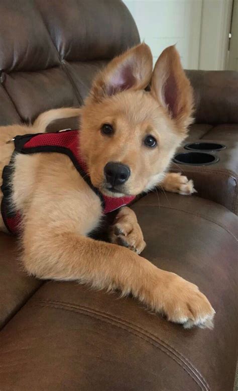 What is the best dog food for huskies so they stay healthy? Golden Husky Puppy http://ift.tt/2pnH6ni | Puppies, Husky ...
