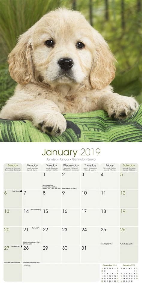 Golden Retriever Puppies Calendar Dog Breed Megacalendars