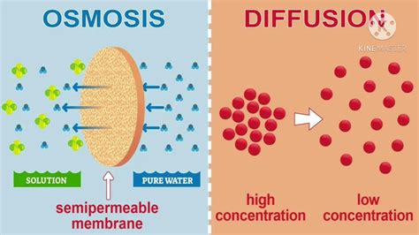 I will then calculate change in mass for each. Osmosis in plants, osmosis definition, potato osmometer ...