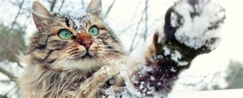 Purrsday Poetry Snowfall Katzenworld