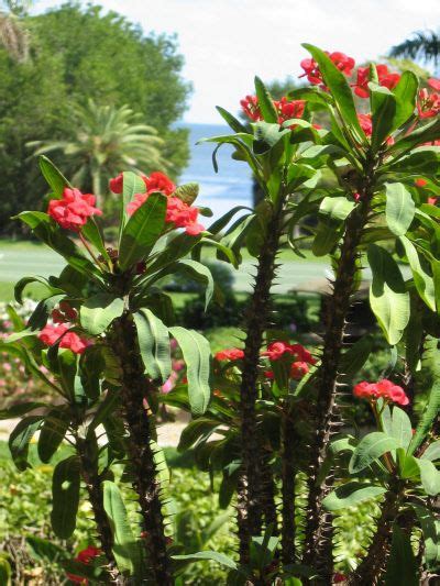 Crown Of Thorns Love Our Florida Garden Garden Plants House Plants