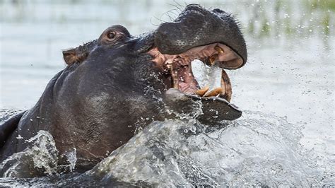 Shocking Hungry Hippo Swallows 2 Year Old Boy In Uganda Spits Him Out