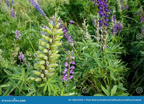 Colorful Lupine Flowers Growing In The Meadowview Of Blue Blooming