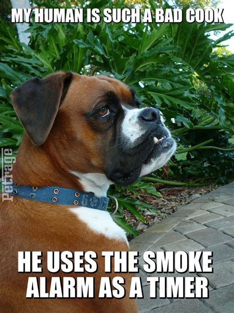 Sparks Sarcastic Boxer Dog Cooking Meme😆😆😆 | Boxer dogs ...