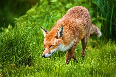 Fox Animal Wildlife