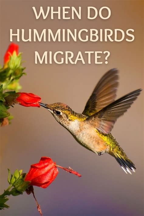 When Do Hummingbirds Migrate Quick Guide To Spring And Fall Hummer