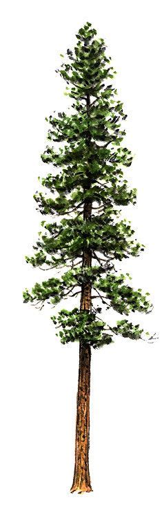 Mt Tree Ponderosa Pine Pine Tree Tattoo Tree Tattoo Designs Tree