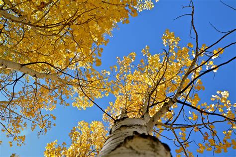 Quaking Aspen Trees Of The Mountain West Live Science