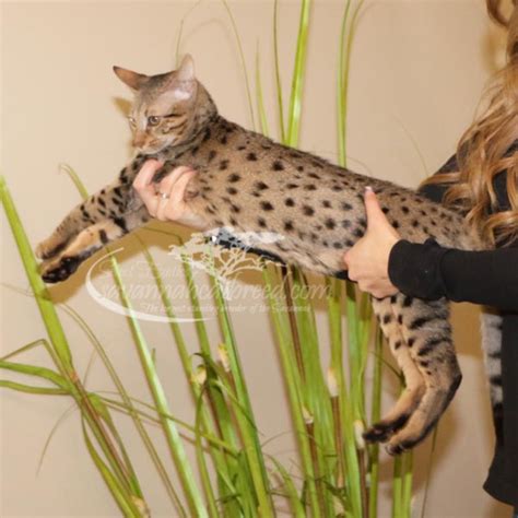 Buy and sell savannahs kittens & cats uk with freeads classifieds. F4 Savannah Cat for Sale | Find Costs and Price | Savannah ...