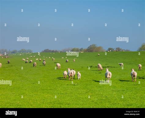 Schafe Auf Dem Deich Entlang Der Elbe In Der Haseldorfer Marsch