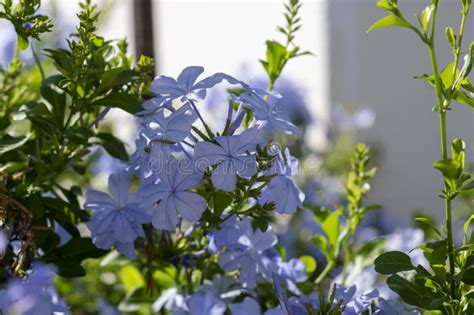 Plumbago Auriculata Blue Flowering Plant Cape Leadwort Five Petals