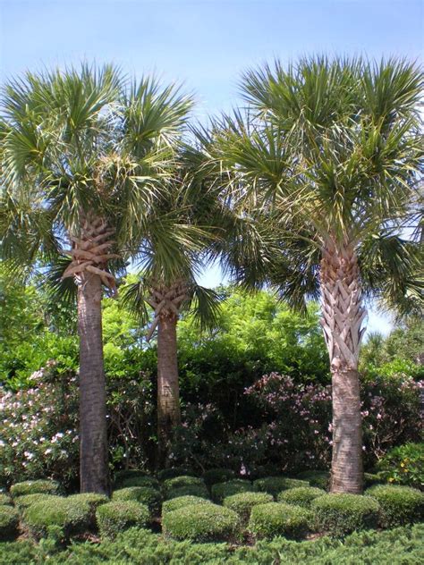 Another Cold Hardy And Very Durable Plam We Have Are The Sabal Palms I
