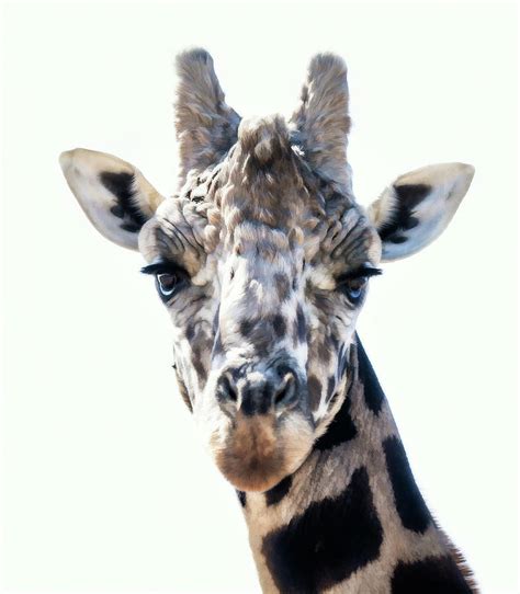 Close Up Giraffe Face Photograph By Athena Mckinzie