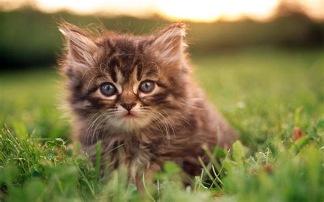 Kittens In Grass Wallpapers Mobile Wallpapers