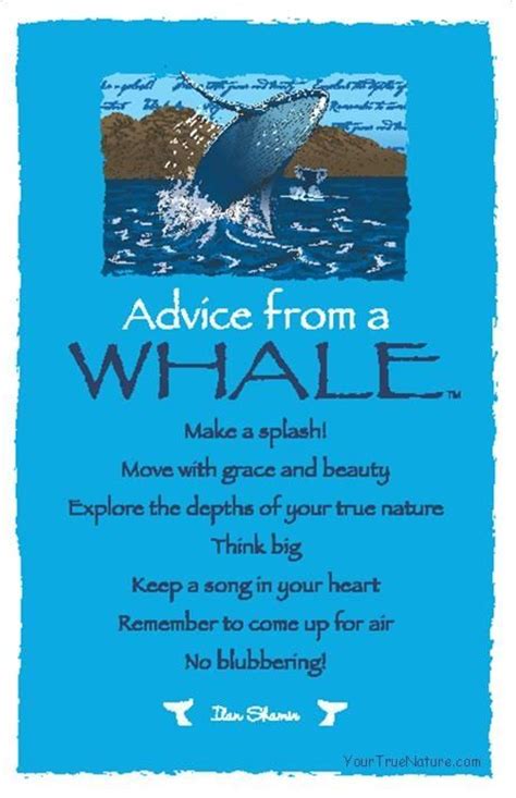 Whale Wisdom Orcas And Dolphinscousins Included Pinterest