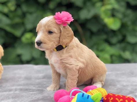 These playful, loving mini goldendoodle puppies are a cross between the golden retriever and the mini poodle. F2b Mini Goldendoodle Puppies For Sale Near Me