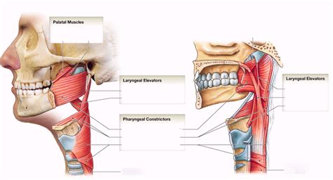 Respiratory Anatomy Muscles Of The Pharynx Diagram Quizlet
