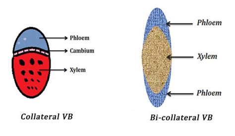 Types Of Vascular Bundles Easybiologyclass