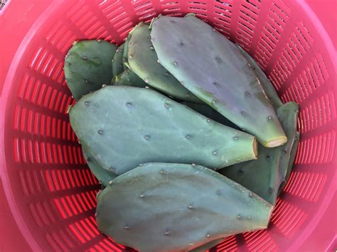 The prickly pear cactus is a plant or shrub, erect or creeping, which can reach 3 to 6m high and occupies large areas. Nopal Prickly Pear Cactus-Edible Cactus-Opuntia Stricta 9