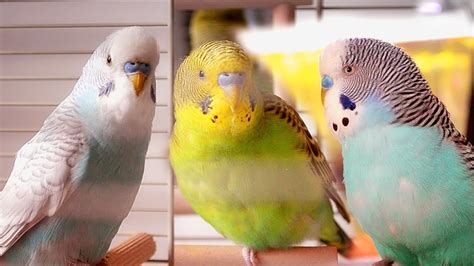 Budgie Birds Parakeets