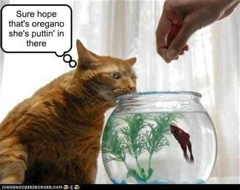 Meme about cat, cats, fish, hour, hours, lsd, picture related to eating, eating, taking and later, and belongs to categories cats with captions, dark humor, drugs, life situations, lifestyle, memes, silly, etc. Ten Cats Comic Strip, May 14, 2016 on GoComics.com