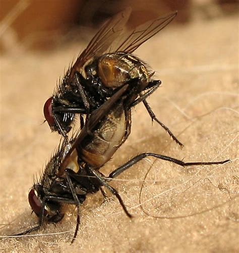 House Flies Musca Domestica Bugguidenet