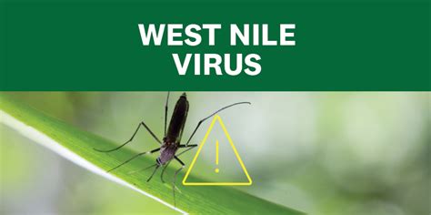 Positive West Nile Virus Mosquito Pool Reported In Travis County