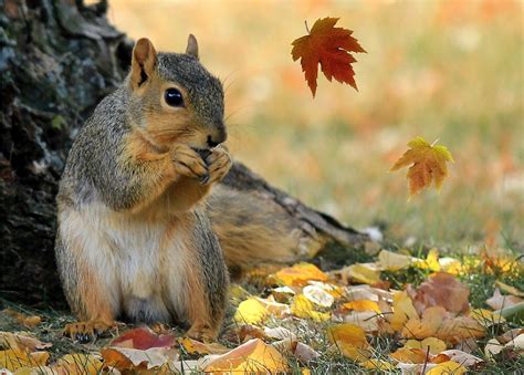 Autumn Squirrel By Littlecritters Redbubble