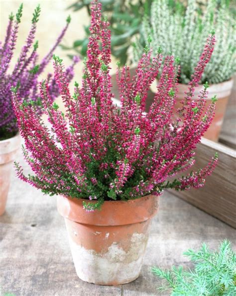 Special Deal Heathers Pack Of Three Deep Pink Flowering Heather