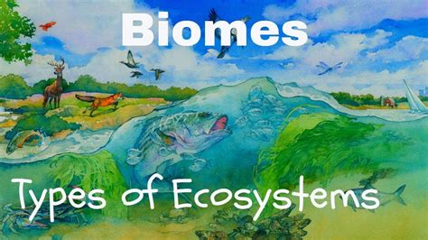 Types Of Biomes Forest Ecosystem Grassland Ecosystem Desert