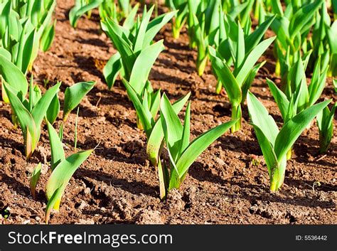 Plants In Land Free Stock Images And Photos 5536442