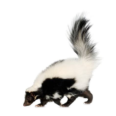 Skunk Pictures Images And Stock Photos Istock